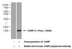 CAMP Antibody in Western Blot (WB)