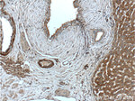 SERPINA6 Antibody in Immunohistochemistry (Paraffin) (IHC (P))