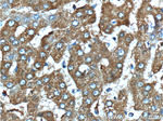 SERPINA6 Antibody in Immunohistochemistry (Paraffin) (IHC (P))