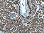 SERPINA6 Antibody in Immunohistochemistry (Paraffin) (IHC (P))