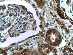 SERPINA6 Antibody in Immunohistochemistry (Paraffin) (IHC (P))