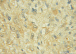 CHST10 Antibody in Immunohistochemistry (Paraffin) (IHC (P))