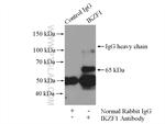IKZF1 Antibody in Immunoprecipitation (IP)