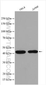 TFAP4 Antibody in Western Blot (WB)