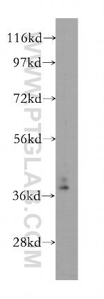 TFAP4 Antibody in Western Blot (WB)
