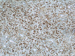 SPATA7 Antibody in Immunohistochemistry (Paraffin) (IHC (P))