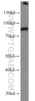 SPATA7 Antibody in Western Blot (WB)