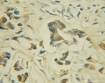 TBCE Antibody in Immunohistochemistry (Paraffin) (IHC (P))