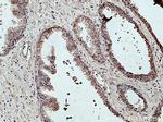 TBCE Antibody in Immunohistochemistry (Paraffin) (IHC (P))