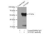 NUSAP1 Antibody in Immunoprecipitation (IP)