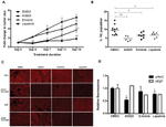 CD24 Antibody in Flow Cytometry (Flow)