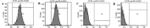 CD90.1 (Thy-1.1) Antibody in Flow Cytometry (Flow)