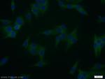 WBP2 Antibody in Immunocytochemistry (ICC/IF)