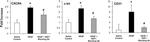 CD31 (PECAM-1) Antibody