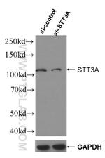 STT3A Antibody in Western Blot (WB)