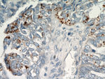 CHI3L1 Antibody in Immunohistochemistry (Paraffin) (IHC (P))