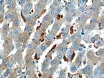 CHI3L1 Antibody in Immunohistochemistry (Paraffin) (IHC (P))