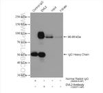DVL2 Antibody in Immunoprecipitation (IP)