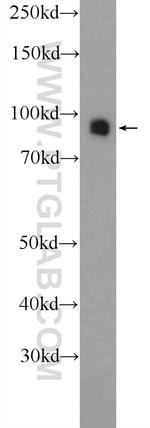 DVL2 Antibody in Western Blot (WB)