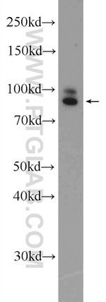 DVL2 Antibody in Western Blot (WB)