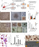 CD41a Antibody in Flow Cytometry (Flow)