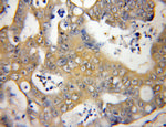 SLU7 Antibody in Immunohistochemistry (Paraffin) (IHC (P))