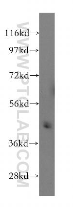 PELI1 Antibody in Western Blot (WB)