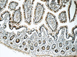 PSMD3 Antibody in Immunohistochemistry (Paraffin) (IHC (P))