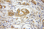 PSMD3 Antibody in Immunohistochemistry (Paraffin) (IHC (P))