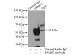 PSMD3 Antibody in Immunoprecipitation (IP)