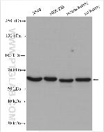 PSMD3 Antibody in Western Blot (WB)