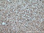 RTN3 Antibody in Immunohistochemistry (Paraffin) (IHC (P))