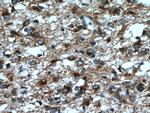 RTN3 Antibody in Immunohistochemistry (Paraffin) (IHC (P))