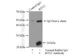 RTN3 Antibody in Immunoprecipitation (IP)