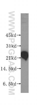 RTN3 Antibody in Western Blot (WB)