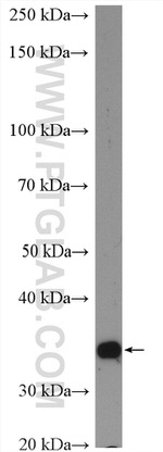 PSMD14/POH1 Antibody in Western Blot (WB)