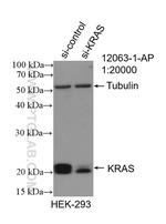 KRAS Antibody in Western Blot (WB)