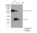 KRAS Antibody in Immunoprecipitation (IP)