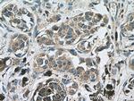 IL-24 Antibody in Immunohistochemistry (Paraffin) (IHC (P))