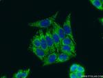 ATPIF1 Antibody in Immunocytochemistry (ICC/IF)