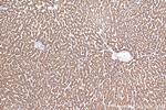 ATPIF1 Antibody in Immunohistochemistry (Paraffin) (IHC (P))