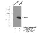 ATPIF1 Antibody in Immunoprecipitation (IP)