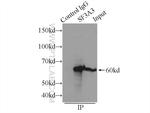 SF3A3 Antibody in Immunoprecipitation (IP)