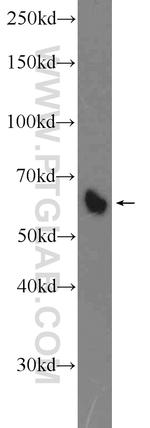 VTCN1 Antibody in Western Blot (WB)