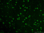 NEUROD1 Antibody in Immunohistochemistry (PFA fixed) (IHC (PFA))