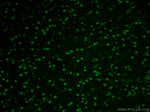 NEUROD1 Antibody in Immunohistochemistry (PFA fixed) (IHC (PFA))