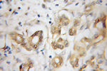 NEUROD1 Antibody in Immunohistochemistry (Paraffin) (IHC (P))