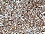 SLC25A10 Antibody in Immunohistochemistry (Paraffin) (IHC (P))