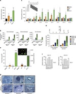 CD90.2 (Thy-1.2) Antibody in Flow Cytometry (Flow)