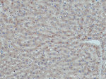 G0S2 Antibody in Immunohistochemistry (Paraffin) (IHC (P))